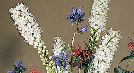 Picture for category Liatris